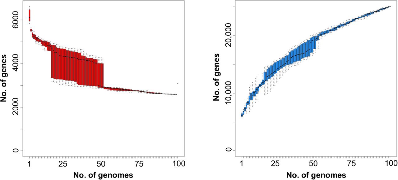 Core and pan genome of 100 diverse P. aeruginosa.Gene rarefaction (left, core genome) and accumulation (right, pan genome) curves are provided with the number of genes (y-axis) as a function of the number of genomes (x-axis), from a random sample (variation indicated as boxplot) of all genomes. Core genome is defined as the number of genes found in 99% of the genomes.