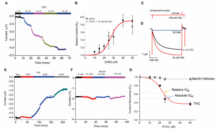 Concentration-dependent regulation of HCN1 current by THC and CBD. (A) Steady-state current values from a representative cell following repetitive pulses to −130 mV from VH = 0 mV with the addition of 0, 10, 20, 30, and 50 μM CBD. (B) Concentration dependence of HCN1 activation by CBD (■) at −130 mV (n = 13). This activation of HCN1 persists in the presence of the CB1R antagonist 10 μM AM-251 (°) (n = 5). A total of 50% Max response (EC50) for CBD is elicited at 28.5 μM, with a 91% maximal increase in current. (C) CBD has no effects on uninjected oocytes, indicating that we are not observing effects on background currents. (D) CBD activated currents can be fully inhibited by 500 μM ZD7288. This indicates that CBD is only activating HCN1 currents, and not activating a background current in oocytes. (E) Steady-state currents from a representative cell following repetitive pulses to −130 mV in 0, 10, 25, and 50 μM THC. (F) Steady-state currents from a representative cell following repetitive pulses to −130 mV in the presence of the quantity of methanol used as a vehicle for 0, 10, 25, and 50 μM CBD/THC. (G) Concentration dependence of HCN1 inhibition by THC (■) or methanol (□) at −130 mV (n = 5). THC induces a 63% maximal block of HCN1 currents, with a half-maximal response (Relative IC50) of 21.8 μM. 50% block of total current (Absolute IC50) occurs at 28.9 μM. Methanol induces < a 5% decrease in current at concentrations above 20 μM (n = 4).