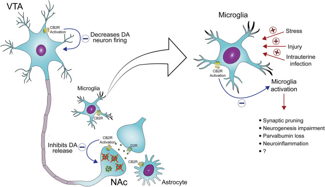 CB2 receptors as a target to treat midbrain dopamine system dysregulation and neuroinflammation in schizophrenia. The activation of CB2 receptors located in the cell body of ventral tegmental area (VTA) dopamine (DA) neurons and the terminal of these neurons in the nucleus accumbens (NAc) decreases DA neuron firing and DA release, respectively. In addition, the activation of CB2 receptors in microglia decreases the release of pro-inflammatory mediators and, possibly, microglia-mediated neurotoxicity. Several risk factors for schizophrenia, such as stress and maternal immune activation, lead to microglia activation, which has been associated with abnormal synaptic pruning, neurogenesis impairment, deficits in parvalbumin expression, and neuroinflammation, all common findings in schizophrenia.