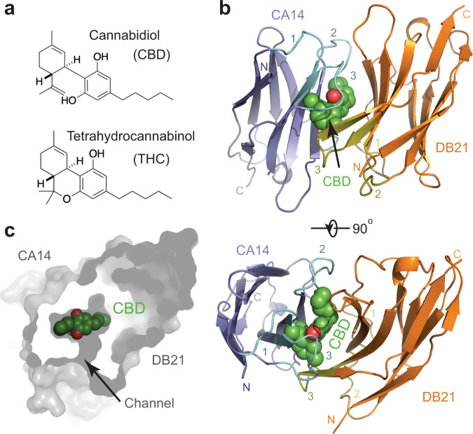 Overall structure of a CBD-bound dual-nanobody sensor.a Chemical structures of cannabidiol (CBD) and tetrahydrocannabinol (THC). b Two orthogonal views of the crystal structure of the CA14-CBD-DB21 ternary complex. CBD is shown as green and red spheres. CA14 and DB21 are shown as cartoon diagrams and colored blue and orange, respectively. Three complementarity determining regions (CDRs) of CA14 and DB21 are highlighted in cyan and olive, respectively. CDR1, CDR2, and CDR3 are labeled as 1, 2, and 3. c Cross-section view of the CBD-binding pocket formed by the nanobody dimer. CBD, shown in green and red spheres, is located in the central pocket with a nearby channel too small for it to enter or escape.