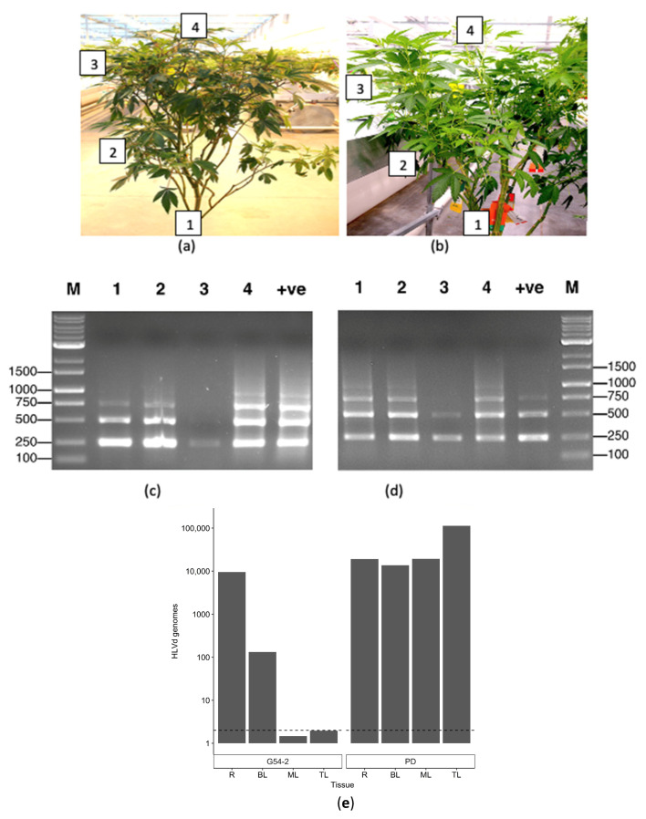 Analysis of 3–4-month-old cannabis stock plants representing two genotypes for the presence of HLVd using RT-PCR and ddPCR. (a) Samples of genotype G54-2 were taken from various positions in the canopy (labeled 2–4), as well as from the roots (labeled 1). (b) Sampling of genotype PD was conducted in the same manner. (c) Genotype G54-2 shows the presence of multiple bands corresponding to HLVd in the samples of the roots (1), bottom-canopy leaves (2), and at the top of the plant (4). In the middle-canopy leaves (3), only a very faint band was observed. (d) Genotype PD shows HLVd presence in the samples of the roots (1), bottom-canopy leaves (2), middle-canopy leaves (3), and top-canopy leaves (4). (e) The ddPCR of the samples of the roots (R), bottom-canopy leaves (BL), middle-canopy leaves (ML), and top-canopy leaves (TL) of genotypes G54-2 (left) and PD (right). HLVd was detected in the roots and bottom leaves of G54-2, but not in the middle (ML) and top (TL) leaves. HLVd was present in all tissue samples from PD.