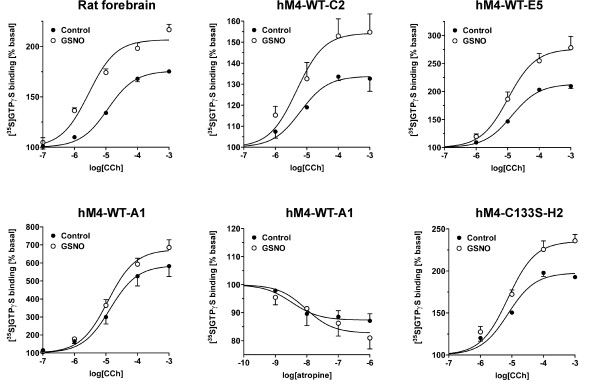 GSNO-evoked potentiation of muscarinic signaling is preserved under heterologus expression but the effect diminishes with increasing constitutive activity. The human M4 (hM4) receptor was stably transfected into CHO cells and wild type (WT) or mutant (C133S) cell lines with differential G protein activation capacity were compared with that in rat forebrain membranes. CCh-stimulated G protein activity was determined in control conditions and in membranes pretreated for 30 min with 0.5 mM GSNO, as detailed in the Methods section. Note that cell lines WT-C2, WT-E5 and C133S-H2 have maximal responses comparable to that in native brain tissue. Note also robust G protein activation in WT-A1 cell line, as well as its constitutive activity, as evidenced by the ability of the inverse agonist atropine to inhibit basal G protein activity in this cell line. Potency and efficacy values are summarized in Tables 1 (rat brain) and 2 (hM4 clones). Values are mean ± SE from at least three independent experiments performed in duplicate.