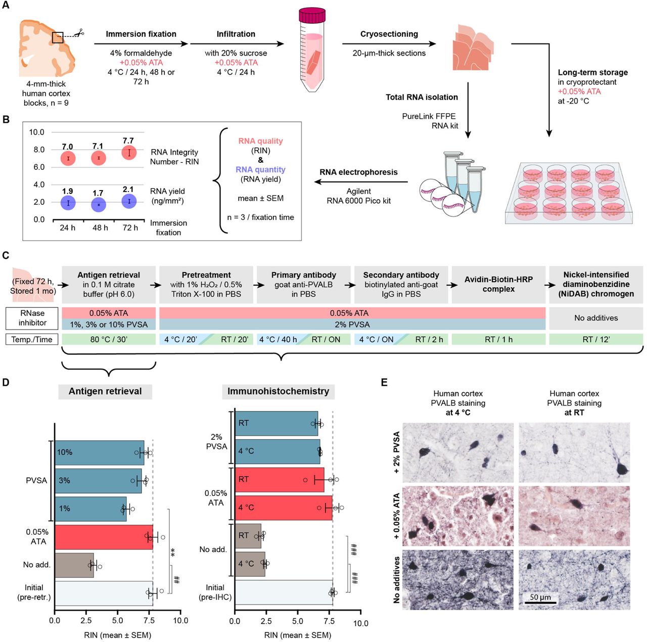 Development and validation of a versatile ‘IHC/LCM-Seq’ method for transcriptome profiling of immunohistochemically-labeled human neurons.A: Schematic overview of histological procedures used to evaluate the combined effects of postmortem delay and immersion fixation (24, 48, or 72 h) on RNA integrity. B: Neocortical tissue samples from a 53-year-old female, processed in the presence of the RNase inhibitor aluminon (ATA; 0.05%), show comparable RNA quality (RIN > 7.0) and yield across different fixation times (Agilent Bioanalyzer; Table S1). C: Experimental design for optimizing RNA preservation using ATA (0.05%) or polyvinyl sulfonic acid (PVSA; 1-10%) during immunohistochemical detection of cortical parvalbumin (PVALB) neurons. D: Both ATA and PVSA provide significant protection against degradation during antigen retrieval at 80 °C, while RNA integrity is severely compromised in the absence of RNase inhibitors; ATA and PVSA (2%) also maintain RNA integrity during IHC performed either at RT or 4 °C (Table S1). E: Effects of ATA (0.05%) and PVSA (2%) on IHC signal quality and background. Both additives enable successful detection of PVALB neurons; however, ATA treatment results in increased nonspecific background staining. Statistical annotations: **p<0.01, ##p<0.00001, ###p<0.000001 by one-way ANOVA followed by Tukey’s HSD.