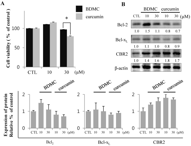 BDMC induces apoptosis in HSCs, but not HepG2. (A) HepG2 was treated with 10 and 30 µM of BDMC or curcumin for 24 h. MTT assay was performed to assess cell viability; (B) Intracellular levels of Bcl2, Bcl-xL and CBR2 were measured by western blot with β-actin used as a loading control. Data are expressed as mean ± S.D. (n = 3), * p < 0.05.