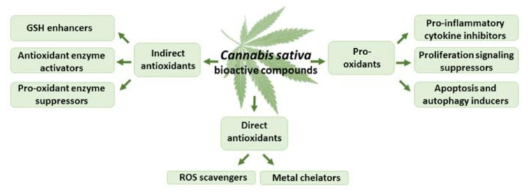 The effects of THC and CBD on oxidative stress.