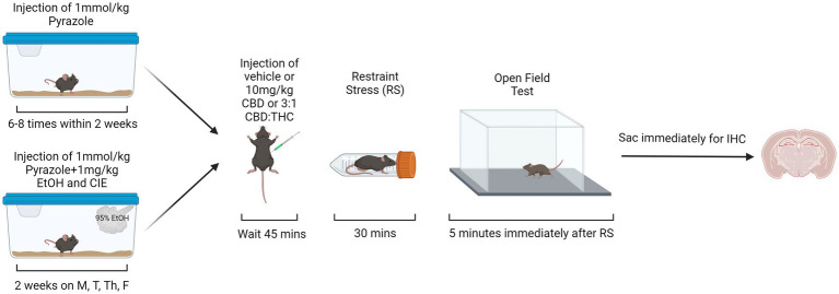 Behavioral paradigm for air control and alcohol exposed mice. Created with BioRender.