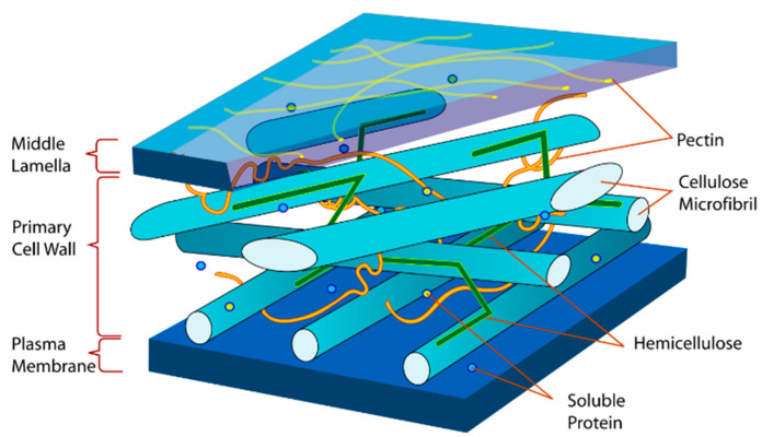 Schematic image of the section of a hemp cell wall; hemicellulose in green [29].