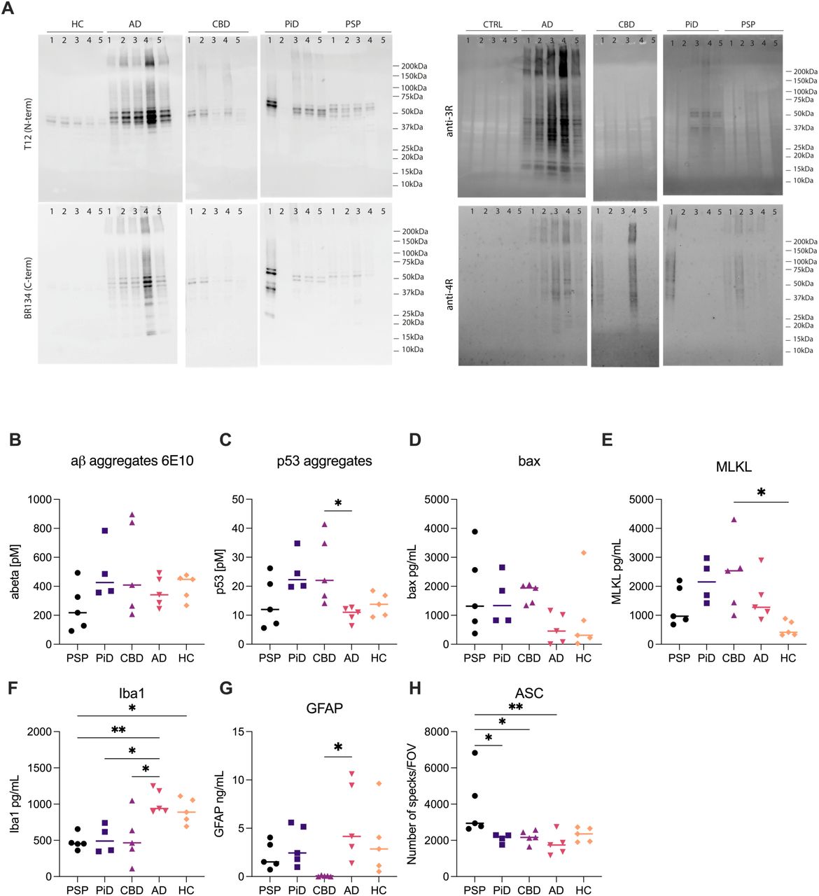 : Disease-specific profiles of stress and inflammatory markers across tauopathies.(A) Western blot analysis of sarkosyl insoluble fraction. (B–H) Quantification of cell stress and inflammatory markers in brain homogenate from AD, PSP, CBD, PiD, and HC. Markers include: (B) Aß aggregates (Simoa), (C) p53 aggregates (Simoa), (D) Bax (apoptosis, ELISA), (E) MLKL (necroptosis, ELISA), (F) Iba1 (microglial activation, ELISA), (G) GFAP (astrocytic activation, ELISA), and (H) ASC specks (inflammasome activation, SiMPull). Each point represents an individual donor (n = 4 for PiD, n = 5 for other disease groups); horizontal bars indicate group medians. One-way ANOVA with Tukey’s post hoc test; *p < 0.05, **p < 0.01.