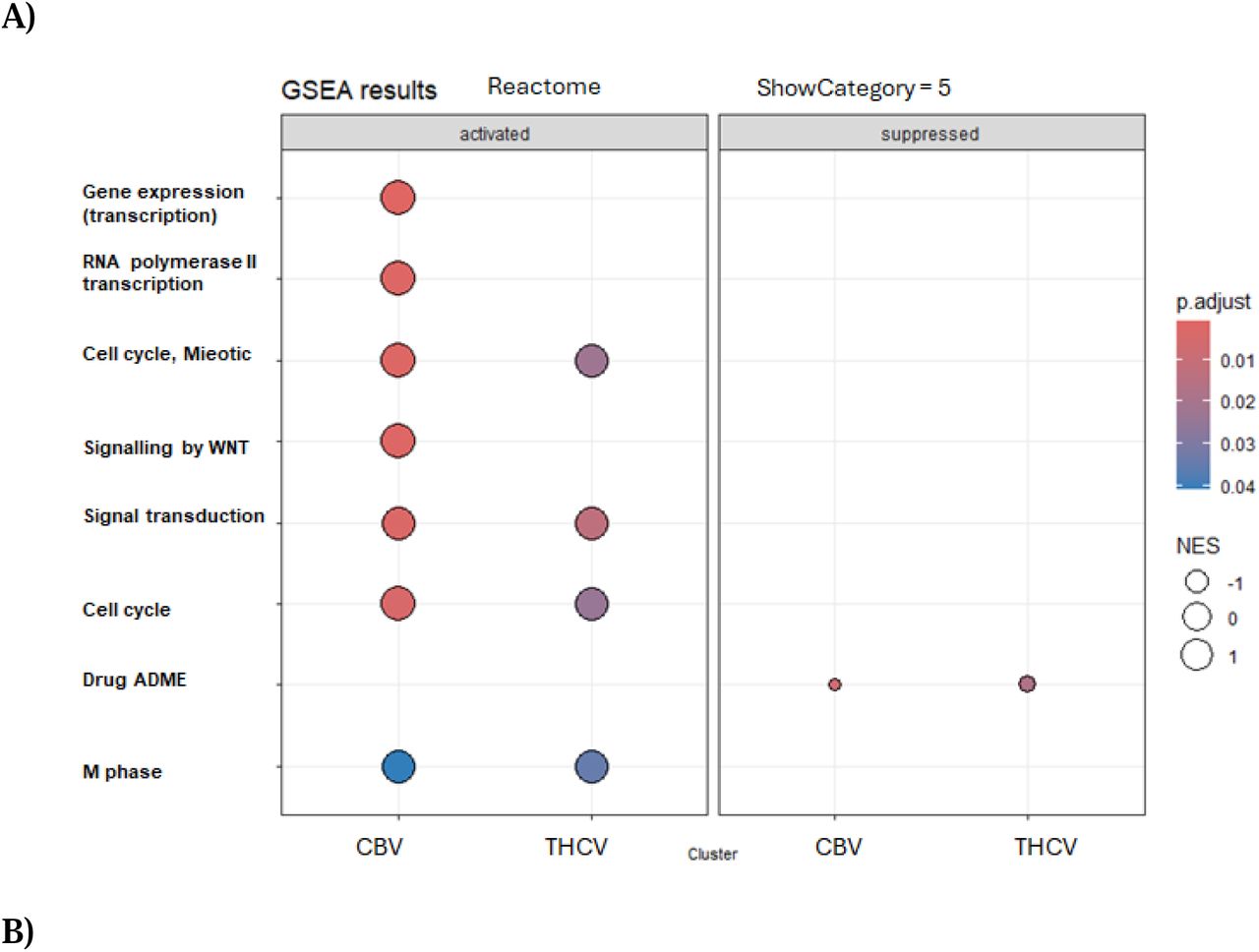 (A). Reactome pathway enrichment analysis of CBV- and THCV-treated C. elegans. Dot plot showing significantly enriched pathways in CBV and THCV conditions, separated into activated (left panel) and suppressed (right panel) categories. Dot size reflects normalized enrichment score (NES), and color indicates adjusted p-value. CBV robustly activated pathways involved in transcription (RNA polymerase II and global gene expression), WNT signaling, general signal transduction, mitotic cell cycle, and drug metabolism (ADME), suggesting widespread cellular engagement. THCV showed moderate enrichment in a subset of these pathways, with reduced breadth and intensity. Minimal suppression was observed for either compound. These results highlight distinct mechanistic profiles, with CBV engaging broader genomic and signaling programs linked to sustained antinociceptive effects. (B). Tree plot of enriched Reactome pathways in CBV- and THCV-treated C. elegans. Reactome pathway enrichment results are grouped by semantic similarity. CBV induced coordinated activation of transcriptional regulation, signal transduction, and cell cycle pathways, forming distinct clusters. THCV affected fewer and more dispersed pathways, reflecting narrower molecular engagement. Color scale indicates adjusted p-values.