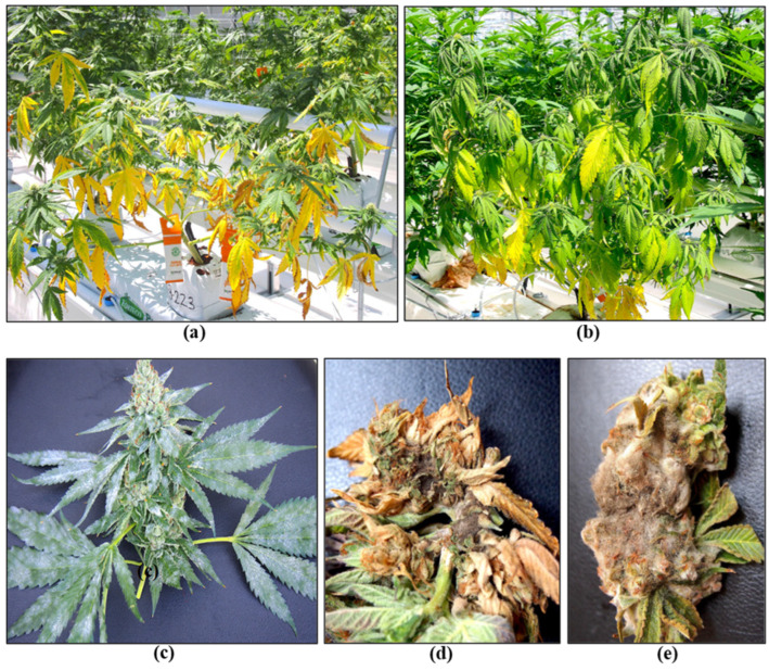 Symptoms due to pathogen infection in flowering cannabis plants. (a) Yellowing of the foliage and stunted growth due to infection by Fusarium. (b) Wilting of plants and yellowing of foliage due to infection by Pythium. (c) Powdery mildew development on inflorescences and surrounding leaves. (d,e) Bud rot caused by B. cinerea destroys the inflorescence.