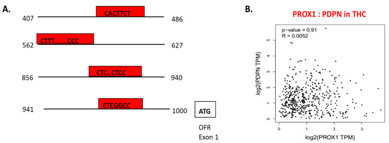The transcriptional function of PROX1 and interaction with other factors. A. PROX1 is a transcription factor of PDPN [143]; PROX1 binds to the 5’ regulatory sequence of PDPN and regulates PDPN expression. The graph presents a 5′ regulatory DNA region of the human PDPN gene and putative cis-elements (regions of non-coding DNA that binding to transcription factors; in red boxes) for PROX1. B. PROX1–PDPN relation in papillary thyroid cancer tissues. Data are available on https://www.grnpedia.org/trrust.