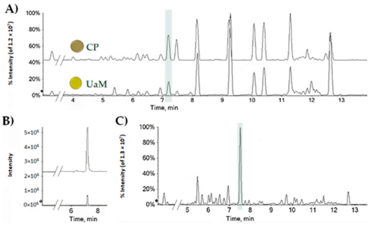 (A) TICs (Total Ion Chromatograms) of UaM and CP hemp seed oils; (B) XICs (eXtracted Ion Chromatograms) of the ion at m/z 357.2071 ± 0.0025; (C) representative TIC of leaf hemp sample collected at seed harvesting time.