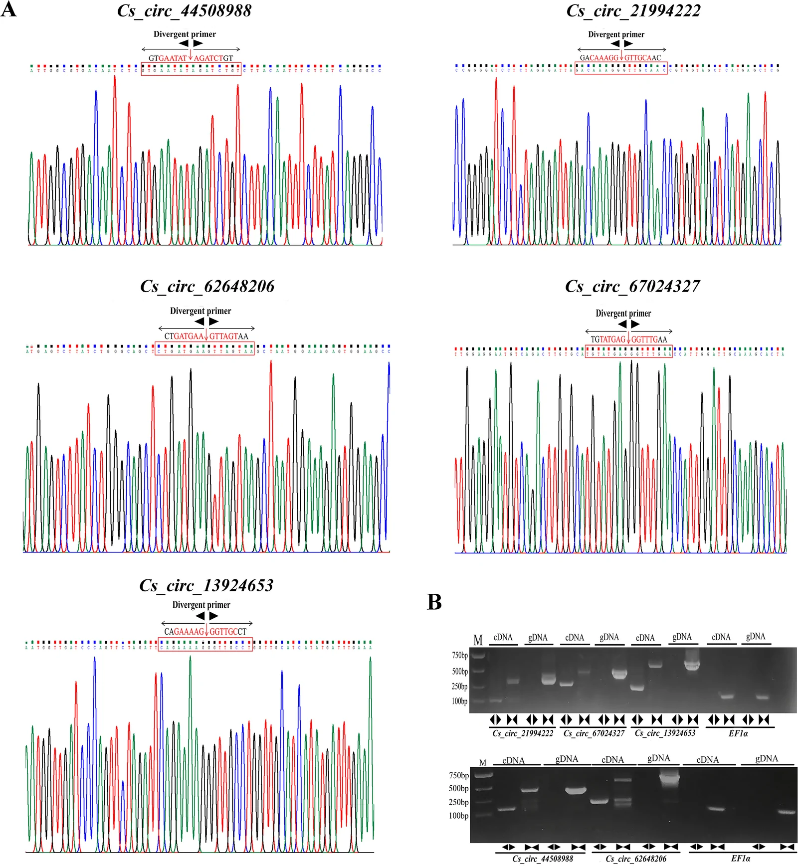 Panel A presents five electropherogram traces for Cs_circ RNA sequences, labeled individually, showing colored sequencing peaks with annotated divergent primer sites and nucleotide sequences. Panel B displays two agarose gel electrophoresis images comparing PCR amplification products from cDNA and gDNA templates for the same Cs_circ sequences and reference gene EF1a, flanked by molecular size markers.