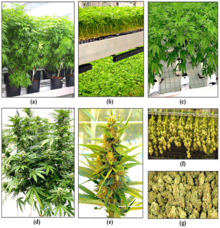 The stages of cannabis crop development. (a) Stock plants. (b) Rooting of cuttings. (c) Vegetative plants. (d,e) Flowering plants. (f) Harvested inflorescences being hung to dry. (g) Bucked and trimmed inflorescences.