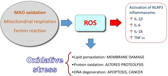 Activation of inflammatory response and oxidative stress by ROS (abbreviations in the text). ROS can be generated by metabolic reactions (MAO oxidation, mitochondrial respiration), chemical reactions (Fenton reaction, i. e., Fe(II)‐dependent generation of hydroxyl radicals from hydrogen peroxide) and exogenous sources of ROS.