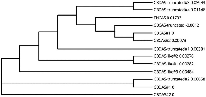Phylogenetic tree of coding sequence data from cannabinoid biosynthesis genes in Cannbio-2 displaying highly homologous nature of gene homologs.