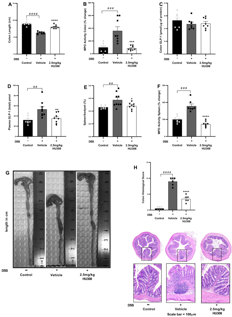 HU308 ameliorates DSS-induced colitis in mice. (A) Colon length. (B) MPO activity in the colon. (C) GLP-1 levels in colon lysates. (D) Plasma GLP-1 levels. (E) Spleen/body weight ratio. (F) MPO activity in the spleen. (G) Representative images of colons from each treatment group. (H) Colon histology score and representation of H and E images. Data are presented as mean ± SEM. #### p < 0.0001, ### p < 0.001, ## p < 0.01, vs. control; * p < 0.05, ** p < 0.01, *** p < 0.001, **** p < 0.0001 vs. vehicle.