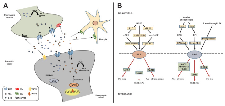 Endocannabinoid signaling and biosynthetic/degradation mechanismsA: Schematic representation of the synaptic organization of the main components of the endocannabinoid system, including established routes of AEA and 2-AG metabolism. B: Metabolic pathways of synthesis and degradation of AEA and 2-AG. See text for details. Note: 2-AG, 2-arachidonylglycerol; 2-arachidonoyl-LPA, 2-arachidonoyl-sn-glycero-3-phosphate; AA, arachidonic acid; ABHD6/12, alpha/beta-hydrolase domains 6 and 12; AEA, anandamide; CB1, cannabinoid receptor type 1; CB2, cannabinoid receptor type 2; COX-2, cyclo-oxygenase 2; DAG, diacylglycerol; DAGLα/β, diacylglycerol lipase-alpha/beta; EMT, endocannabinoid membrane transporter; FAAH, fatty acid amide hydrolase; GPR55, G-protein coupled receptor 55; HETE-EAs, hydroxyeicosatetraenoyl-ethanolamides; HETE-Gs, hydroxyeicosatetraenoyl-glycerols; LOXs, lipoxygenases; LPI, lysophosphatidylinositol; lyso-NAPE, lyso-N-arachidonoyl-phosphatidylethanolamine; lyso-PLC, lyso-phospholipase C; lyso-PLD, lyso-phospholipase D; MAGL, monoacylglycerol lipase; NAPE, N-arachidonoyl-phosphatidylethanolamine; NAPE-PLD, N-arachidonoyl-phosphatidylethanolamine-specific phospholipase D; p-AEA, phospho-anandamide; PG-EAs, prostaglandin-ethanolamides; PG-Gs, prostaglandin-glycerols; PLA, phospholipase A; PLC, phospholipase C; PPARs, peroxisome proliferator-activated receptors; sPLA2, soluble phospholipase A2; TRPV1, transient receptor potential vanilloid type-1.