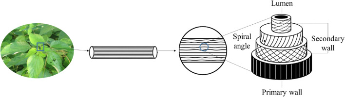 Structural representation of ramie fiber.