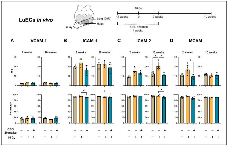 Expression density (mean fluorescence intensity, MFI) and percentage of cells positively stained for inflammatory markers on lung ECs (luECs in vivo) from C57BL/6 mice. (A) VCAM-1, (B) ICAM-1, (C) ICAM-2, and (D) and MCAM expression on CD31+/CD45- ECs from the lungs of C57BL/6 mice, 2 and 10 weeks after sham irradiation (0 Gy, brown column), partial irradiation of the lung (20% of the total lung volume) with 16 Gy (yellow column), or partial lung irradiation after a treatment with CBD (i.p. 20 mg/kg body weight per day for 4 weeks, 2 weeks before and 2 weeks after lung irradiation, blue column); data show mean values ± SD of 3–4 mice (n = 3–4); * p < 0.05.