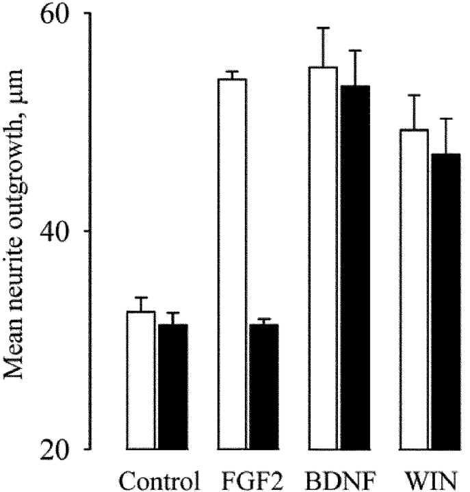 THL inhibits the neurite outgrowth response stimulated by FGF2. Rat cerebellar neurons were isolated at postnatal day 2 and cultured over monolayers of 3T3 cells in control media or media supplemented with 5 ng/ml FGF2, 5 ng/ml BDNF, or 0.2 μM WIN55,2122-2 as indicated. The experiments were done in the absence (white bars) and presence (black bars) of 10 μM THL. After 18 h, the cultures were fixed and stained for GAP-43, and the mean length of the longest neurite was determined from ∼140 neurons under each culture condition. For the control and FGF2 data, results were pooled from three independent experiments. For the BDNF and CB1 agonist data, the results were pooled from two independent experiments. Bars show SEM. Dose–response experiments (not depicted) indicated an IC50 = 2 μM for the inhibition by THL of FGF2 response.