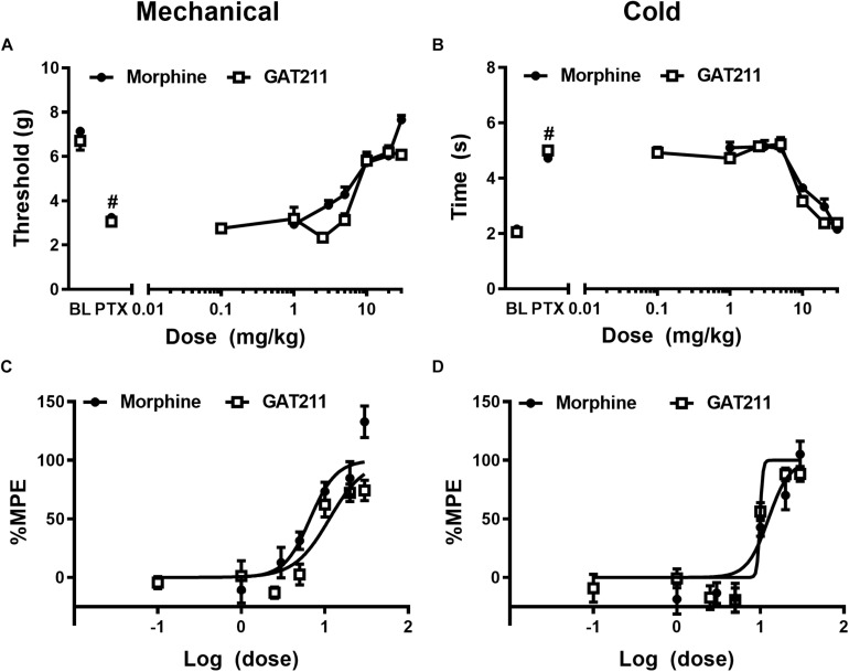 The CB1 PAM GAT211 and the opioid analgesic morphine reduce paclitaxel-induced allodynia in a dose-dependent manner. GAT211 (0.1, 1, 2.5, 5, 10, 20, 30 mg/kg i.p.; previously published in Slivicki et al., 2018b) and morphine (1, 3, 5, 10, 20, 30 mg/kg i.p.; previously published in Slivicki et al., 2018a) both dose-dependently reduced paclitaxel-induced behavioral hypersensitivities to (A) mechanical and (B) cold stimulation. Values were converted to % maximal possible effect (MPE) for (C) mechanical and (D) cold modalities. Data are expressed as mean ± SEM (n = 5–6 per group) #P < 0.05 vs. pre-paclitaxel values, two-way ANOVA followed by Bonferroni post hoc test.