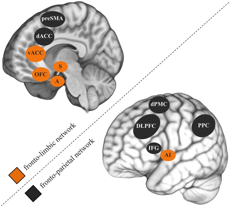 Fronto-parietal and fronto-limbic brain networks thought to play an important role in cannabis use disorders, depression, and anxiety disorders. preSMA, pre-supplementary motor cortex; dACC, dorsal anterior cingulate gyrus; vACC, ventral anterior cingulate gyrus; OFC, orbitofrontal cortex; S, striatum; A, amygdala; dPMC, dorsal premotor cortex; DLPFC, dorsolateral prefrontal cortex; IFG, inferior frontal gyrus; AI, anterior insula; PPC, posterior parietal cortex.