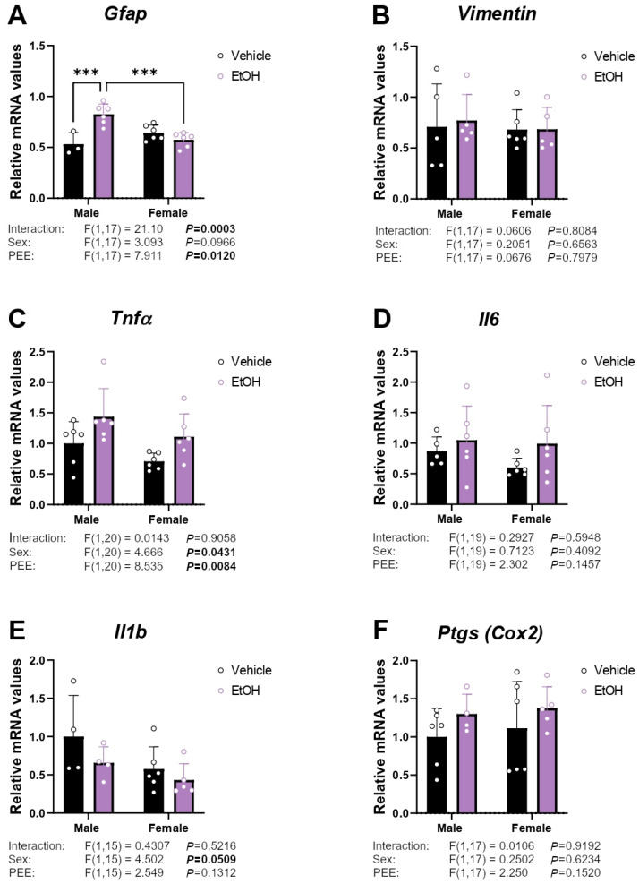 mRNA expression of the inflammation factors Gfap (A), Vimentin (B), Tnfα (C), Il6 (D), Il1β (E), and Ptgs (F) in hippocampal astrocytes from 3×Tg-AD offspring of both sexes born to control and PEE mothers. Data are expressed as the mean ± S.E.M. (n = 4–6). Relevant p values from the two-way ANOVA are shown below each graph, with significant p-values highlighted in bold. Tukey’s test: *** p < 0.001. See also effect sizes in the Supplementary Table S1.