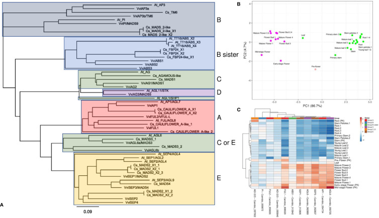 (A) Similarity-based neighbor-joining analysis performed using 21 amino acid sequences from the C. sativa (Cs) proteome (GCA_900626175.1) selected for their putative orthology (Table 2 and, more specifically, Supplementary Table 2) with well-characterized ABCDE MADS box proteins belonging to Arabidopsis thaliana (At) and Vitis vinifera (Vvi). (B) Taking advantage of a recent in silico analysis of 31 RNA-seq datasets derived from different tissues of two different psychoactive strains (Finola and Purple Kush, NCBI SRA accession numbers: SRP006678 and SRP008673) of C. sativa (Massimino, 2017), a principal component analysis was performed using the expression values of the MADS box genes previously identified. The analysis is based on the ln(x+1) transformed (RPKM) values (reads per kilobase of transcript per million mapped reads) and showed a clear separation of samples related to reproductive organs from those related to vegetative organs. (C) Heat map showing the relative expression of each gene in the different tissues considered.