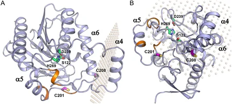 Side view (panel A) and top‐down view (panel B) of the X‐ray structure of human MGL with the lid domain in its open conformation (PDB ID: 3HJU, light‐blue cartoon). The positions of the phosphate groups of the membrane bilayer are shown as beige spheres (OPM database [28]). The catalytic triad residues Ser122, His269, and Asp239, together with the regulatory cysteines Cys201 and Cys208, are depicted as sticks with green and pink carbon atoms, respectively. Residues lining the proposed glycerol exit route are highlighted in orange.