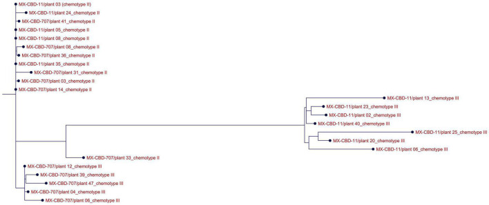 Alignment of THCAS sequences from 24 cannabis plants of the MX-CBD-11 and MX-CBD-707 breeding populations with ClustalW. The provenances of the sequences are indicated with the name of the breeding population, the plant’s unique code, and the plant’s chemotype.