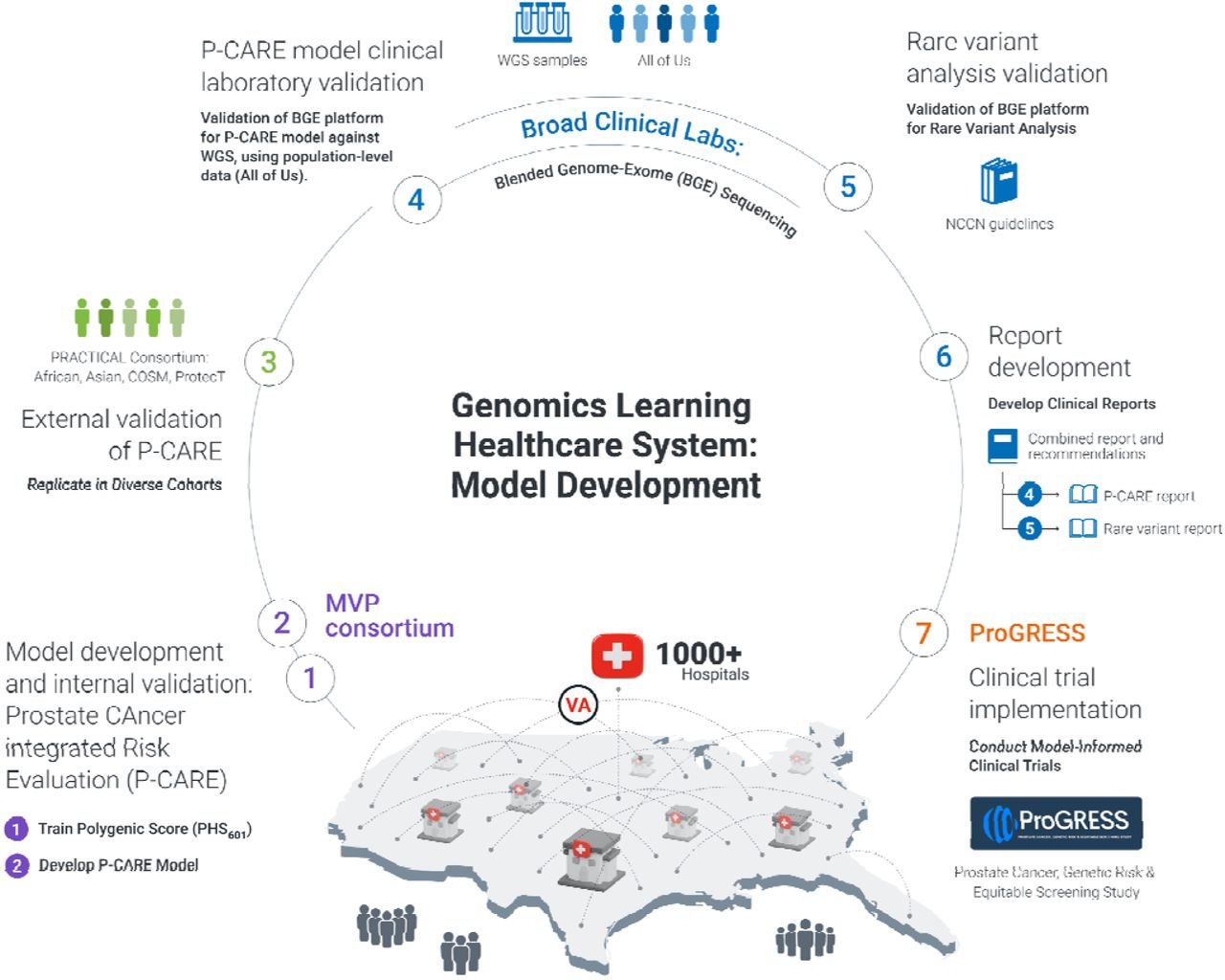 Translating prostate cancer genomic risk discovery to clinical trial implementation.1) A prostate cancer polygenic score (PHS601) is trained in the Million Veteran Program (MVP) biobank of the Veterans Health Administration (VA) using known prostate cancer and other prostate trait-associated loci. 2) The Prostate CAncer Risk and Evaluation (P-CARE) model is developed in MVP from PHS601, genetic components, and prostate cancer family history. 3) Both PHS601 and P-CARE are replicated in external multiancestry datasets from the Prostate Cancer Association Group to Investigate Cancer Associated rincipal Alterations in the Genome (PRACTICAL) consortium. 4) A blended genome-exome (BGE) platform is validated for the P-CARE model, including imputation, analytic validation of PHS601 against whole genome sequencing (WGS) and clinical laboratory validation of P-CARE in All of Us Research Program data. 5) BGE platform is validated for gene panel annotation, filtering, and analysis of rare variants in guideline-informed prostate cancer-associated genes. 6) Clinical P-CARE and rare variant reports with summary recommendations are developed. 7) Clinical laboratory analysis and reporting pipeline is implemented in a pragmatic clinical trial of precision prostate cancer screening across the VA.