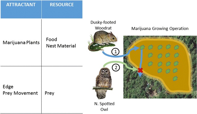 Hypothesized mechanism for exposure of northern spotted owls to anticoagulant rodenticides (AR) used on marijuana growing operations (MGOs) in northern California. Dusky-footed woodrats are attracted to marijuana plants on MGOs for food and larvicidal nest material (pathway 1). Woodrats are exposed to ARs and return to forested habitat where they are encountered (red X) by northern spotted owls foraging (pathway 2) along forest edge (yellow stippled area)