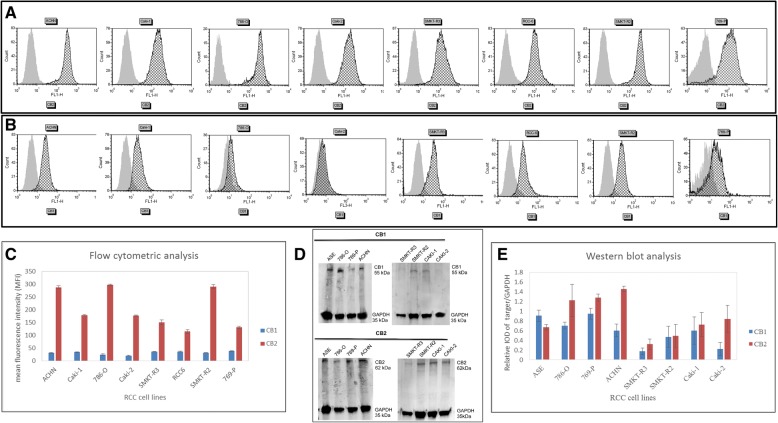 Flow cytometric and western immunoblot analysis of the CB1 and CB2 receptor proteins in RCC cells. Graphs showing the representative histograms of CB2-positive a and CB1-positive b cells from different RCC cell lines. In each of the RCC cell lines, the CB2 protein expression was higher than that of the CB1 protein. Gray-filled histogram, unstained cells; black line histogram, stained cells. c Quantitative data indicating the protein expression levels of the CB1 and CB2 receptors in RCC cells. d Western immunoblot of the CB1 and CB2 proteins in RCC cell lines. Healthy kidney ASE-5063 (ASE) cells were used as the positive control for the CB1 and CB2 proteins. The GAPDH protein was used as an internal control. Forty micrograms of total protein was loaded onto the gels in each case. In each lane, there were two bands of proteins, the top band for CB1 or CB2 and the lower band for GAPDH. e Quantitative analysis of the western blot