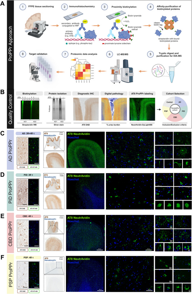 Validation of Probe-dependent Proximity Profiling (ProPPr) method. A Schematic representation of the ProPPr method. B Western blotting of the tissue lysates reveals extensive biotinylation in the AD samples treated by ProPPr method, but not in the negative controls where staining with AT8 antibodies was omitted. I – input lysate; F – flow-through after pulldown with streptavidin beads. Silver staining of the proteins eluted from streptavidin beads after pulldown revealed increased level of protein in the ProPPr samples comparing to negative controls where staining with AT8 antibodies was omitted. AT8 ProPPr quality control images compared distribution, tau burden by digital pathology and NeutrAvidin-488 labeling of AD frontal cortex. C-F Representative images of routine AT8 IHC with and fluorescent neutravidin labeling of proximity biotinylated proteins with AT8 ProPPr in adjacent sections from AD (C), PiD (D), CBD (E), and PSP (F) cases. Staining patterns on adjacent sections are evenly matched between the IHC and proximity-biotinylation of phospho-tau in macroscopic cortical tile images and high magnification microscopy demonstrates the specific labeling of tau lesions found in each tauopathy. Created with BioRender.com