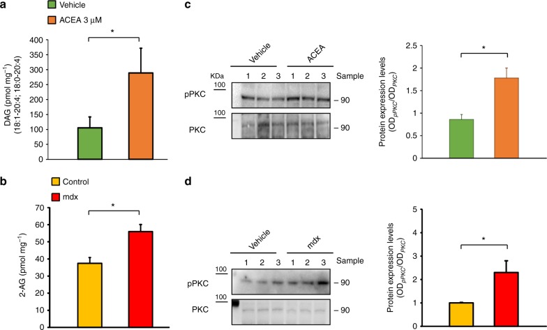 Measurement DAGs levels and activity in satellite cells and muscles. Levels of diacylglycerols (DAGs) (a) and 2-AG (b), in primary satellite cells exposed to the selective CB1 agonist ACEA 3 µM for 20 min. The levels of 2-AG and DAGs are normalized to the amount of lipids extract (pmol mg−1). Each bar is the mean ± SEM of six separate determinations. *P ≤ 0.05 vs. vehicle group, determined by Student’s t test. c Representative blots showing the chemiluminescent signal generated by the anti-phosphospecific (Thr497 site) and non-phosphospecific PKC antibody in satellite cells exposed to ACEA 3 µM for 20 min or d in the gastrocnemius isolated from control (n = 4) and mdx (n = 4) mice at 8 weeks. Quantification of phospho-PKC (pPKC) levels are normalized to total PKC. Each bar is the mean ± S.E.M. of five separate determinations. *P ≤ 0.05 vs. the indicated experimental group, determined by Student’s t test