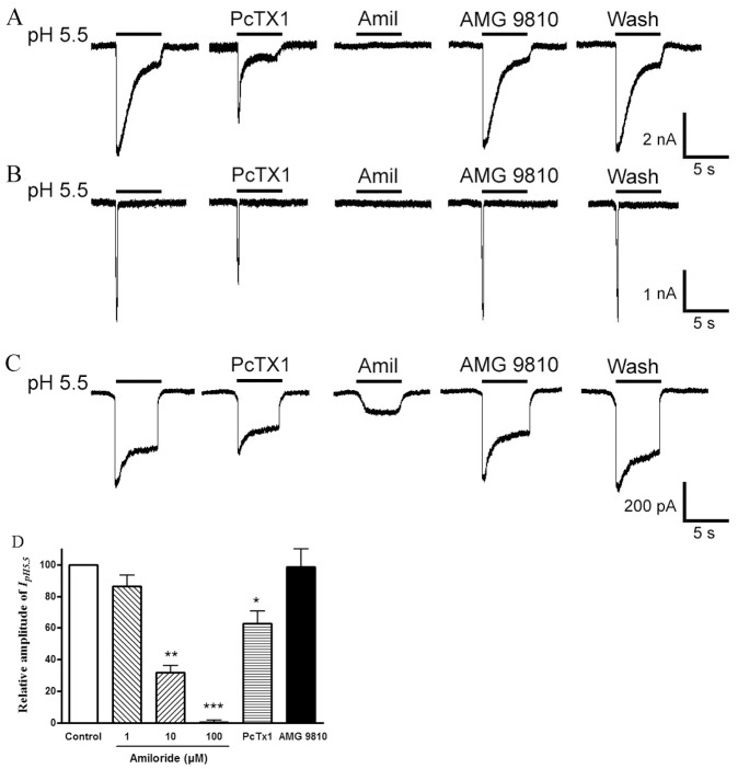 Three types of proton-gated currents in rat DRG neurons.Three types of proton-gated currents were recorded in DRG neurons. Example traces of a slow-inactivating current followed by a small sustained component (A), and a fast-inactivating current (B), a sustained current with a small transient phase (C). All three types of proton-induced currents could be partly inhibited by 10 nM PcTx1, a specific antagonist of homomeric ASIC1a channels. These currents could be completely or partly blocked by 100 µM amiloride (Amil), a broad-spectrum ASIC channel blocker. The TRPV1 blocker AMG 9810 (1 µM) has little effect on the transient peak phases of three types of acid currents. The bar graph in (D) shows relative amplitude of peak currents induced by pH 5.5 after application of amiloride, PcTx1 and AMG 9810. Proton-induced currents were evoked by extracellular application of a pH 5.5 solution for 5 s. *P<0.05,**P<0.01, ***P<0.001, one way analysis of variance followed by post hoc Bonferroni’s test, compared with control. Each column represents the mean ± SEM of 8–11 neurons.