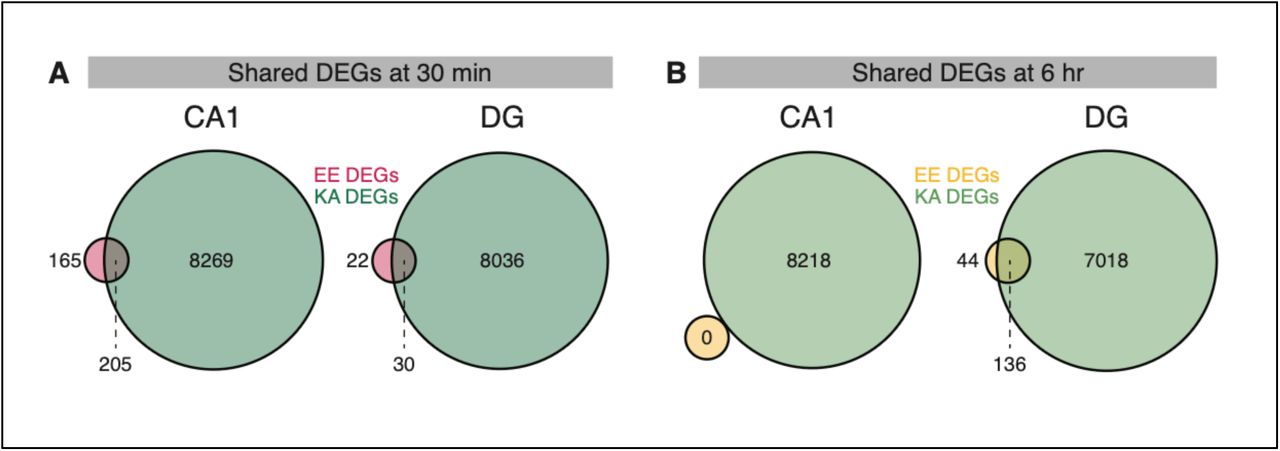 DGE analysis as in Figure 2A-B, but using limma- voom for pseudobulk DGE analysis instead of DESeq2.