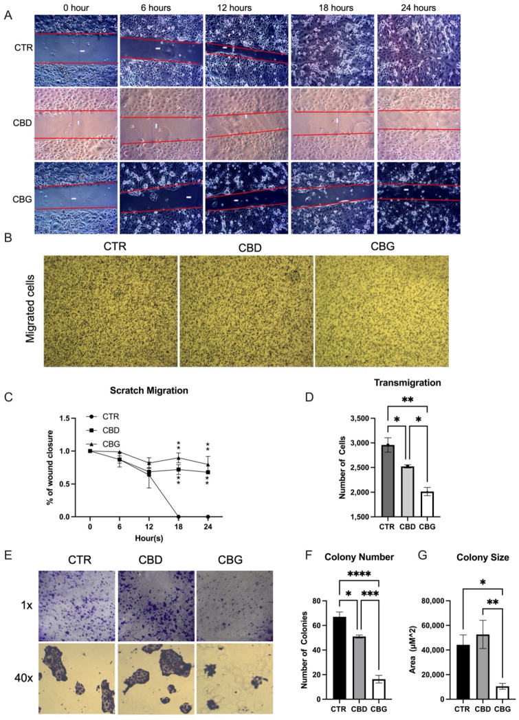 CBG treatment inhibited the wound healing and migration: (A). scratch migration assay, the diameter of the wound was measured every 6 h over a 24-h period; (B). micrographs showing cells plated in a Transwell 48 h after seeding and treatment with either 0.1% DMSO (CTR), 100 μM CBD or 100 μM CBG; (C). percentage of wound closure relative to the initial size of the wound; significant difference at 18 h and 24 h in treatments (CBG and CBG) vs. control; (D). quantification of colonies using ImageJ shows a significant decrease in cell migration number in CBD treatments and a significant decrease from CBD to CBG treatment; (E). colonogenic formation assay showing cells 7 days after being plated as single cell colonies and then treated with CTR, CBD or CBG (100 μM) for 24 h; (F,G). quantification of colonies shows a decrease in colony formation number in both CBD and CBG treatments and a significant decrease in colony size with CBG treatment. * p < 0.05 vs. CTR, ** p < 0.01 vs. CTR, *** p < 0.001 vs. CTR, **** p < 0.0001 vs. CTR.