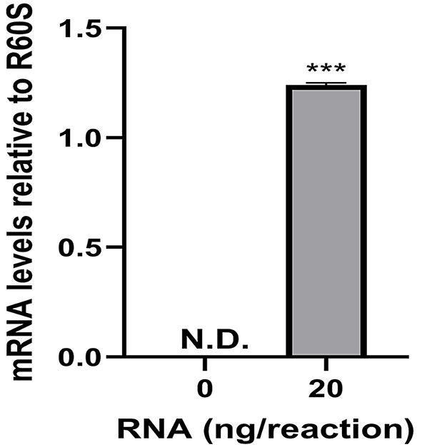 qRT-PCR detection of HirFAAH relative to R60S in the Hirudo CNS. Transcripts of HirFAAH were not detected (N.D.) in the no template control reactions whereas transcipts were detected with 20 ng of total RNA. Mean and standard error of the mean of six independent experiments is reported