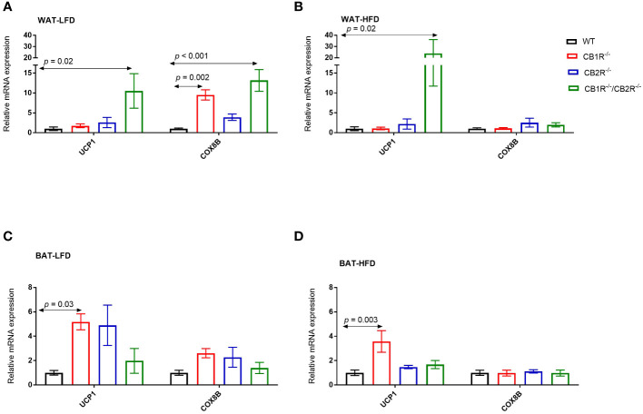 Expression of thermogensis genes in adipose tissue of female mice lacking the cannabinoid receptors Arrows indicate the comparison with WT mice. (A) Relative expression of UCP1 (One way-ANOVA = 4.4; p = 0.01; n = 7-13/group) and COX8B (One way-ANOVA = 11.2; p < 0.001; n = 7-17/group) in the WAT of female mice fed with LFD for 6 weeks. (B) Relative expression of UCP1 (One way-ANOVA = 5.0; p = 0.001; n = 6-13/group) and COX8B (One way-ANOVA = 0.9; p = 0.46; n = 7-14/group) in the WAT of female mice fed with HFD for 6 weeks. (C) Relative expression of UCP1 (One way-ANOVA = 3.9; p = 0.02; n = 6-16/group) and COX8B (One way-ANOVA = 2.1; p = 0.12; n = 5-16/group) in the BAT of female mice fed with LFD for 6 weeks. (D) Relative expression of UCP1 (One way-ANOVA = 5.4; p = 0.004; n = 8-11/group) and COX8B (One way-ANOVA = 0.1; p = 0.96; n = 8-11/group) in the BAT of female mice fed with HFD for 6 weeks.