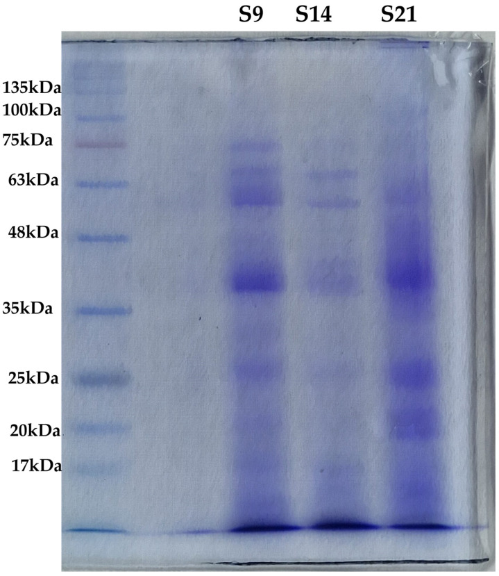 SDS-PAGE to evaluate protein content in the three extracts. The leftmost lane contains the molecular marker with a range of weights comprised between 135 kDa and 17 kDa. From left to right, samples were loaded as follows: S14, S9, and S21. Bands are clearly distinguishable in S14 and S9, while S21 is characterized by a smear of between 75 kDa and 35 kDa. The intensity of the band is comparable to the protein concentration in the sample.