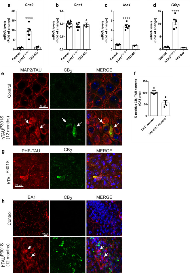 Enhanced neuronal CB2 expression due to hTAUP301S overexpression in a late stage tauopathy transgenic mouse model. Quantitative real-time PCR determination of mRNA levels of a Cnr2, b Cnr1, c Iba1, d Gfap. All genes were normalized by Tbp (TATA-box binding protein) mRNA levels, n = 4–5 samples ± SEM. Asterisks denote significant differences ****p < 0.0001, comparing the indicated groups with the wild type mice according to one-way ANOVA followed by Tukey post-test. e Neuronal localization of the CB2 receptor in the hippocampus (CA2) of 12 months old hTAUP301S transgenic mice. Immunofluorescence with anti-MAP2 (wild mice) or anti-TAU (transgenic mice) (red), anti-CB2 (green), and nuclear staining with DAPI (blue). Arrows point to hTAUP301S protein aggregates. f Quantification of CB2-TAU positive neurons in the CA2 hippocampal area. Number of TAU+ or CB2-TAU+ neurons (n = 4 animals/experimental group) g Co-localization of neuronal CB2 receptor with aggregated TAU in the hippocampus (CA2). Immunofluorescence with anti-PHF-TAU (red), anti-CB2 (green), and nuclear staining with DAPI (blue) in the transgenic mice. h Immunofluorescence with anti-IBA1 (red), anti-CB2 (green), and nuclear staining with DAPI (blue)