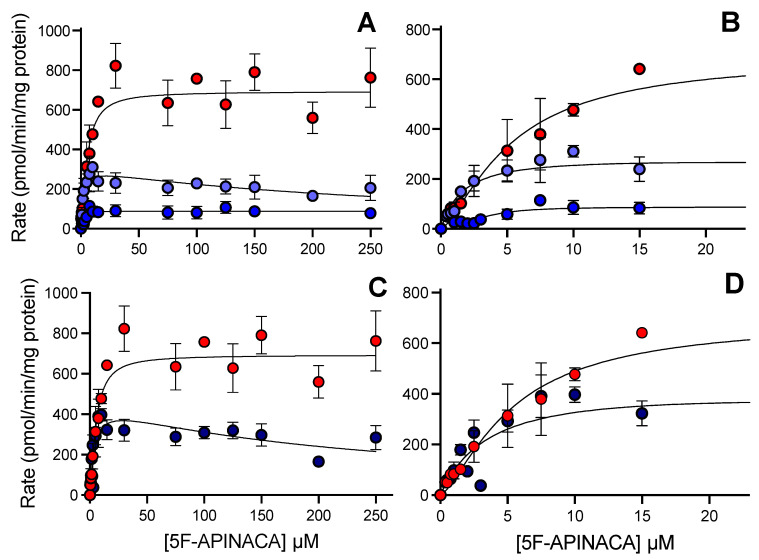 Steady-state metabolism 5F-APINACA by CD-1 mouse liver microsomes fit to traditional kinetic models. (A) Kinetic plot for primary metabolites, i.e., 5OH-APINACA from oxidative defluorination of the pentyl group (red), and 5F-APINACA-OH from monohydroxylation of the adamantyl group (light blue), as well as the secondary metabolite, 5F-APINACA-(OH)2 from another hydroxylation of the adamantyl group (blue). (B) Same data and model fits from (A) highlighting kinetics at lower 5F-APINACA concentrations. (C) Kinetic data from common adamantyl hydroxylation pathway were combined and replotted (dark blue) for comparison with 5OH-APINACA kinetics. (D) Same data and model fits from (C) highlighting kinetics at lower 5F-APINACA concentrations. Steady-state reaction conditions and data analyses were carried out as described in the Materials and Methods. Each data point is an average of 12 replicates, and the displayed curve reflects the best-fit model for the data. The corresponding mechanism and constants are reported in Table 2.