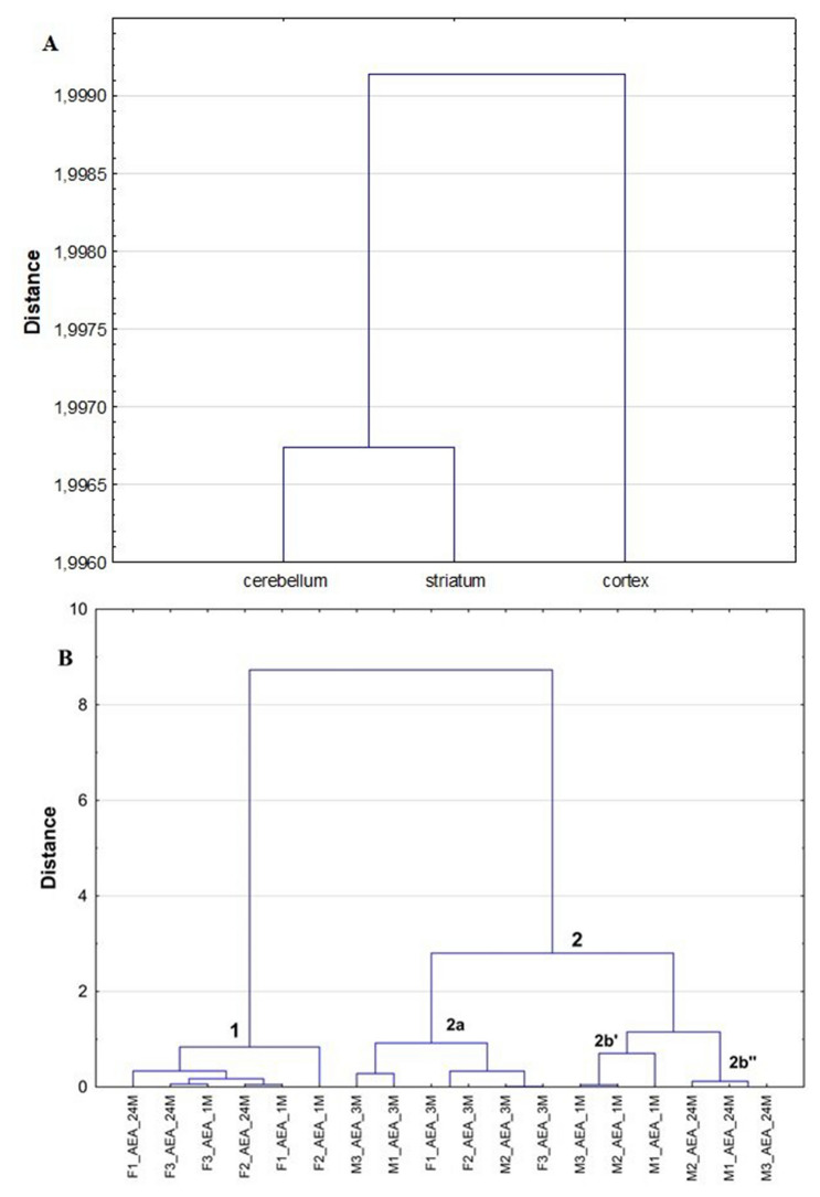 Dendrograms calculated by HCA on the basis of the established AEA levels in analyzed brain structures for male and female rats at different stage of development (1 month old, 3 months old and 24 months old) (A—objects, B—variables)