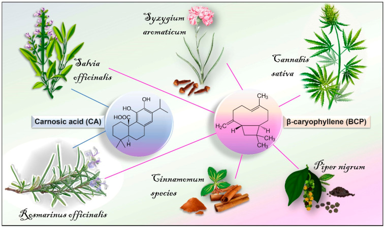 Chemical structures and main natural sources of β-caryophillene and carnosic acid.