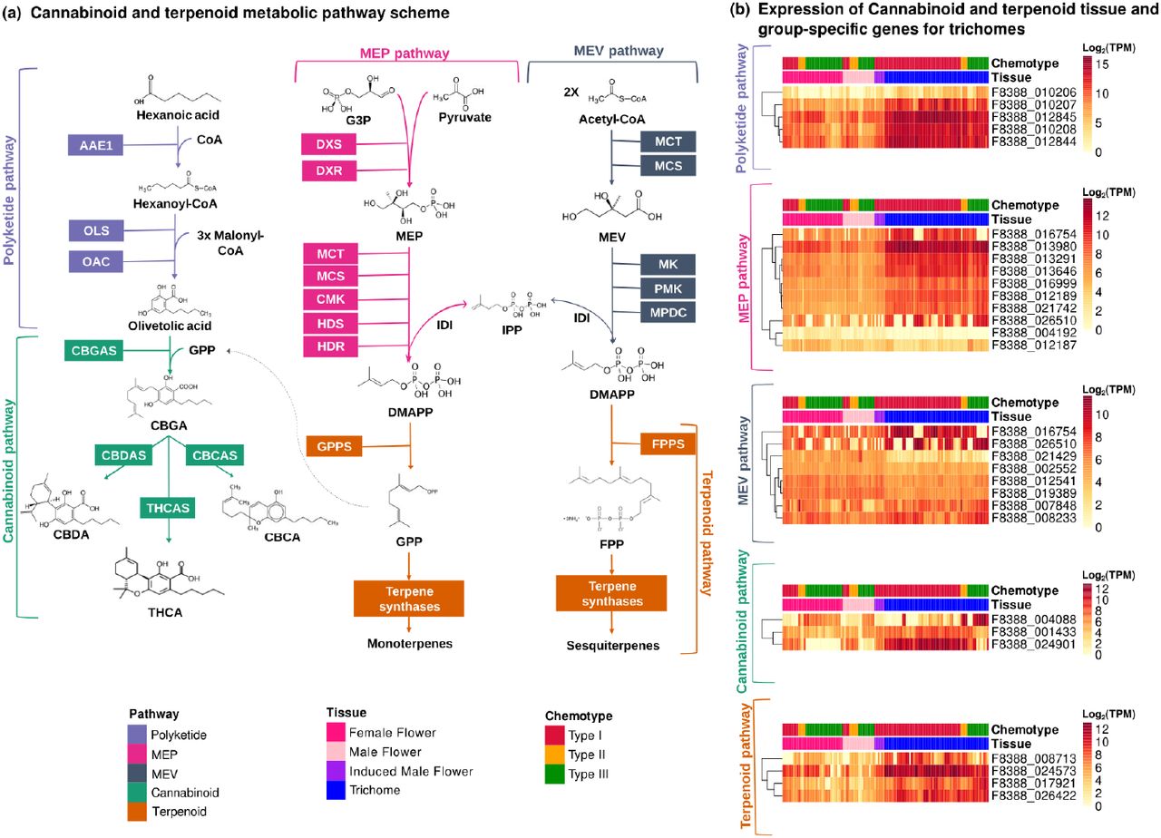 Cannabinoid and terpenoid biosynthesis. (a) Schematic representation of the metabolic pathways underlying cannabinoid and terpenoid production, with key enzymatic steps highlighted. (b) Expression profiles of cannabinoid- and terpenoid-related genes in trichome and whole-flower samples. Expression levels are shown across chemotypes to illustrate tissue specificity and chemotype-associated patterns.