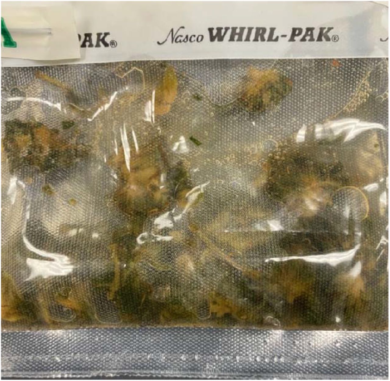 Hemp homogenized in 14.2mL TSB. 300 um mesh filters large plant debris from the sample within the WhirlPak bag. An additional spin step is required to pellet trichomes under 300 um in size.