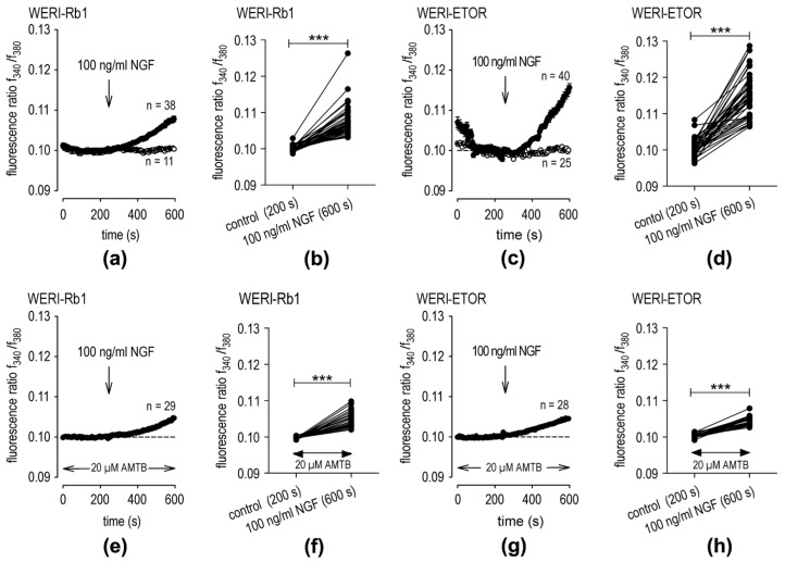 AMTB blunts NGF-induced increases in intracellular Ca2+. (a) The time-dependent changes are shown as relative intracellular Ca2+ levels in fura-2/AM-loaded WERI-Rb1 cells. Data are shown as mean ± SEM. n indicates the number of cells examined in this set of experiments. The dashed line shows the baseline value (0.1). Arrows indicate the application of NGF (100 ng/mL). NGF induces an increase in Ca2+ influx in WERI-Rb1 cells (n = 38; filled circles), whereas the fluorescence ratio is invariant in the control cells (n = 11; open circles). (b) Single data at 200 s (control) versus 600 s. NGF increases the fluorescence ratio in each measurement (n = 38; *** p < 0.001; paired tested). (c) Same experiment as explained in panel (a) but with WERI-ETOR cells (filled circles; n = 40) and a control base line (open circles; n = 25). The NGF-induced increase in the f340 nm/f380 nm fluorescence ratio was at higher levels compared to the WERI-Rb1 cells (n = 38–40; *** p < 0.001; paired tested). (d) Same diagram as shown in panel (b) but with WERI-ETOR cells also showing an increase in the fluorescence by NGF (n = 40; *** p < 0.001; paired tested), but at higher levels compared to the WERI-Rb1 cells (n = 38–40; *** p < 0.001; unpaired tested). (e–h) Same experiments as shown in panels (a–d) but in the presence of 20 µM AMTB (n = 28–29).
