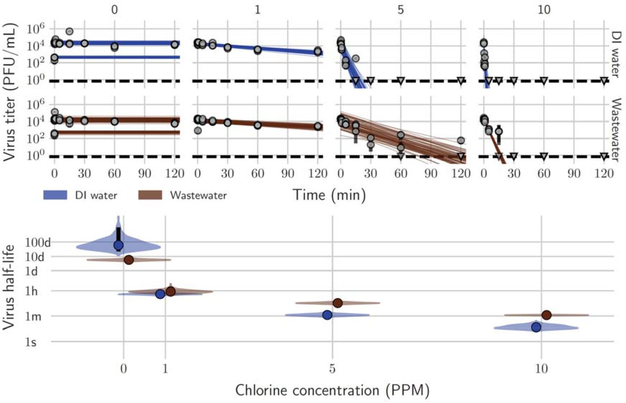 MPXV exponential decay and decontamination in wastewater and deionized water. A. Regression lines showing predicted decay of virus titer over time compared to measured (directly inferred) virus titers. Points show posterior median measured titers; black lines show a 95% credible interval. Colored lines are random draws from the joint posterior distribution of the exponential decay rate (negative of the slope) and intercept (initial virus titer); this visualizes the range of possible decay patterns for each experimental condition. B. Inferred virus half-lives as a function of free chlorine concentration in ppm. Violin plots show the shape of the posterior distribution. Dots show the posterior median half-life estimate and black lines show a 68% (thick) and 95% (thin) credible interval.